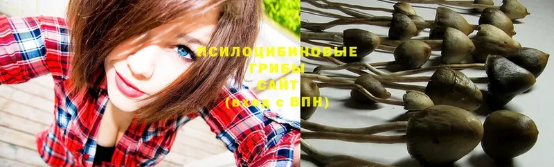 Псилоцибиновые грибы Psilocybe  Верхоянск 